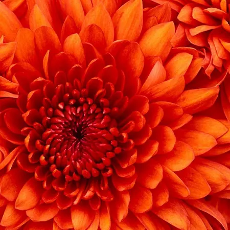 Almina Kantarci * Ayvalı